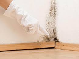 Mold Documentation for Insurance Claims in Geronimo, OK